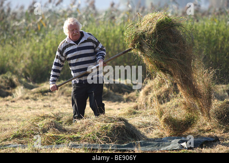 Natuurbeheer, Hooien in Hooiland in Natuurreservaat, Belgien Naturpflege, drehen Heu in Hayfield im Naturschutzgebiet, Belgien Stockfoto