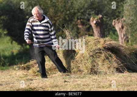 Natuurbeheer, Hooien in Hooiland in Natuurreservaat, Belgien Naturpflege, drehen Heu in Hayfield im Naturschutzgebiet, Belgien Stockfoto