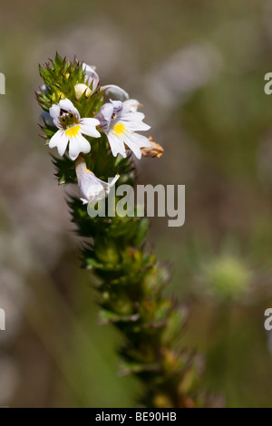 Augentrost (Euphrasia Rostkoviana), Nahaufnahme, Heilpflanze Stockfoto