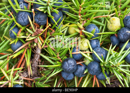 Gemeinsamen Wacholderbeeren und Laub Juniperus Communis Nadelbaum Cupressacae Stockfoto