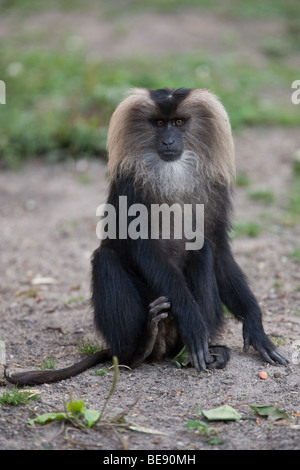 Löwe-tailed Macaque - Macaca silenus Stockfoto