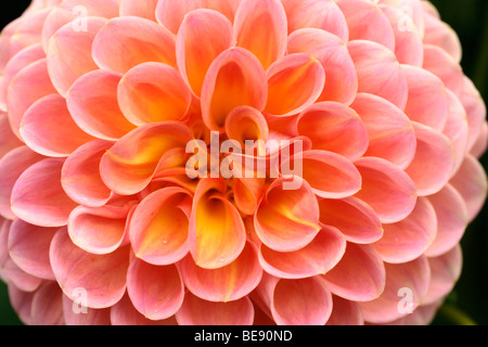 Blütenblätter einen Pompon-Dahlie (Dahlia Hybrida) Stockfoto