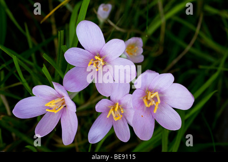 Herbstzeitlose (Colchicum Autumnale) auf einer Wiese im Morgentau Stockfoto