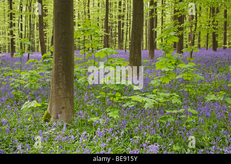 Bloeiende hyacinthen En Beuken in Het Hallerbos; blühenden Glockenblumen mit buchen im Haller Wald Stockfoto