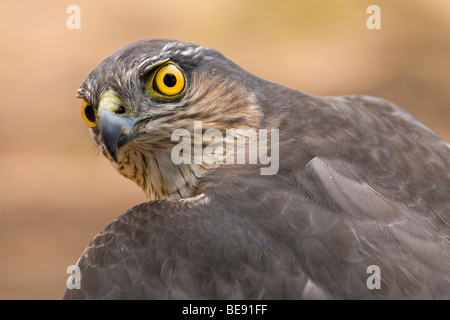 Portret van Een Sperwer; Porträt einer Euarasian Sparrowhawk Stockfoto