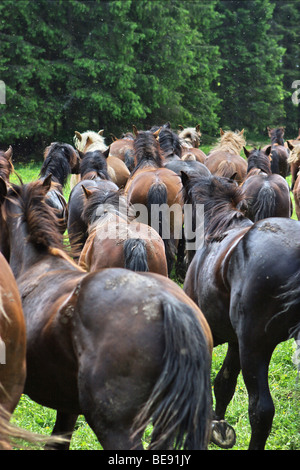 Pferde in Muranska Planina. Slowakei. Stockfoto