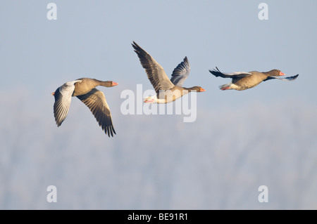 Grauwe Gans; Graugans; Anser Anser. Stockfoto