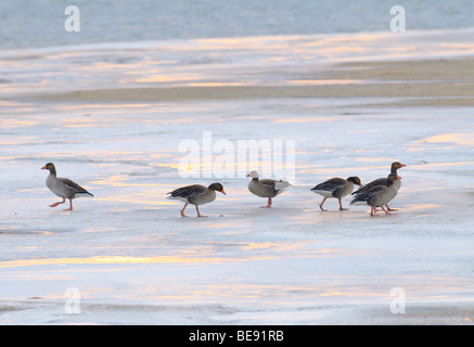 Grauwe Gans; Graugans; Anser Anser. Stockfoto