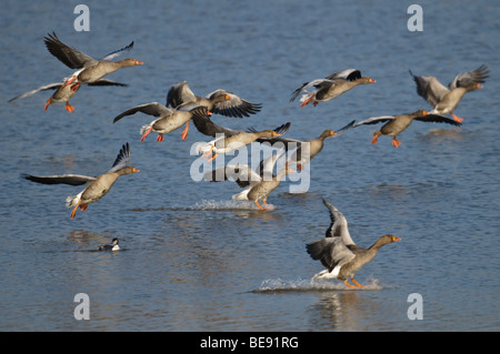 Grauwe Gans; Graugans; Anser Anser. Stockfoto