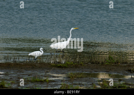 Grote Zilverreiger; Großer weißer Reiher; Casmerodius Albus; Kleine Zilverreiger; Seidenreiher; Egretta Garzetta; Stockfoto