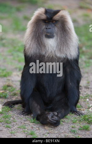 Löwe-tailed Macaque - Macaca silenus Stockfoto