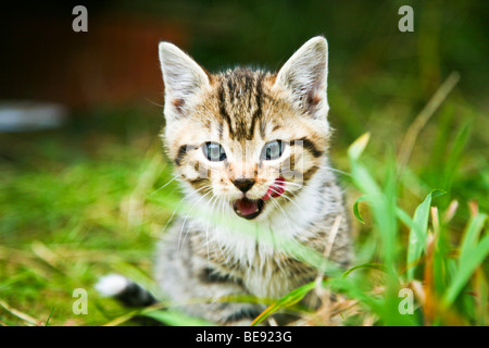 Hauskatze, Kätzchen sitzen in der Wiese Stockfoto