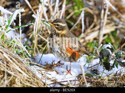 Koperwiek; Rotdrossel; Turdus Iliacus; Stockfoto