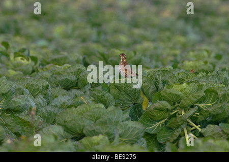 Koperwiek; Rotdrossel; Turdus Iliacus; Stockfoto