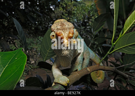 "Orange Lip" Sorte, Parsons Chamäleon (Calumma Parsonii), Ostküste, Madagaskar, Afrika Stockfoto