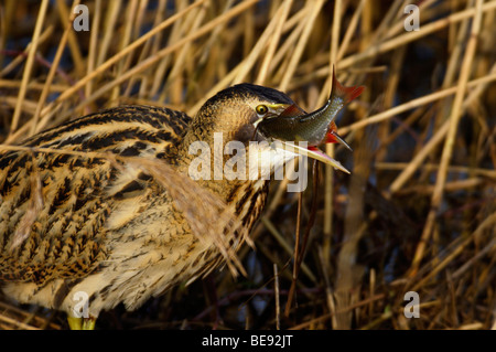 Roerdomp; Rohrdommel; Botaurus Stellaris; Stockfoto