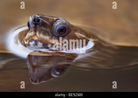 Kop van Zwemmende Kaspische Beekschildpad; Leiter der Streifen-necked Schildkröte schwimmen; Stockfoto