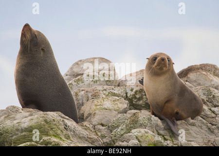 Zwei New Zealand Seebären (Arctocephalus Forsteri) auf den Felsen an der Kaikoura, Neuseeland Stockfoto