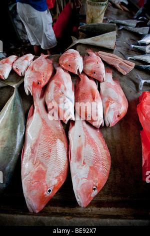 Red Snapper zum Verkauf an einen lebendigen Fisch Markt, Sir Selwyn Clarke Market am Market Street, Victoria, Mahé, Seychellen, Ind Stockfoto