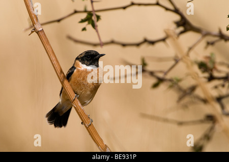 Mannetje Aziatische Roodborsttapuit; männliche sibirische Schwarzkehlchen Stockfoto