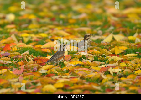 Koperwiek; Rotdrossel; Turdus Iliacus; Stockfoto