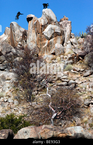Chacma Paviane (Papio Ursinus) im Damaraland in Namibia Stockfoto