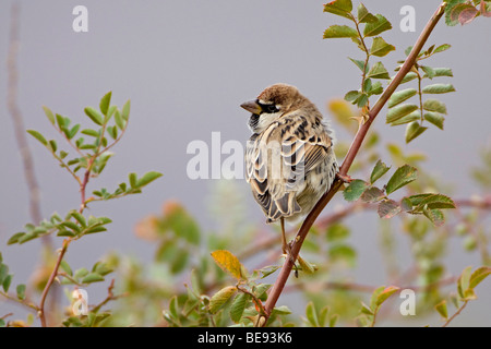 Mannetje Spaanse Mus in Winterkleed in Een Rozenstruik; männliche Spanisch Sparrow im Winterkleid in einem Busch von Wildrosen Stockfoto