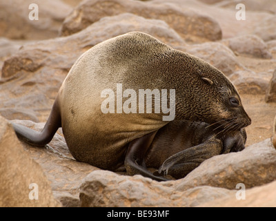 Brown-Seebär (Arctocephalus percivali) am Cape Cross, Namibia, Afrika Stockfoto