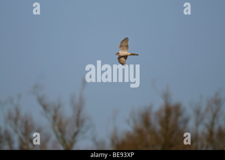 Havik; Nördlichen Habicht; Accipiter Gentilis; Stockfoto