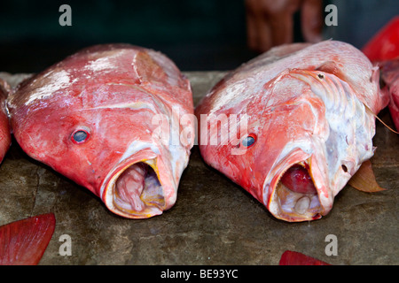 Red Snapper zum Verkauf an einen lebendigen Fisch Markt, Sir Selwyn Clarke Market am Market Street, Victoria, Mahé, Seychellen, Ind Stockfoto