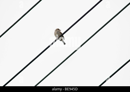 Haussperling (Passer Domesticus) auf eine Stromleitung mit 4 Zeilen Stockfoto