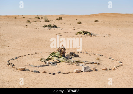 Welwitschia (Welwitschia Mirabilis) in der Namib-Naukluft Nationalpark, Namibia, Afrika Stockfoto