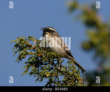 Zwartkeelheggemus in de Top van Een Conifeer. Black-throated beobachtet im oberen Teil ein Nadelbaum. Stockfoto