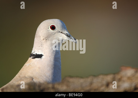 Eurasian Collared Dove (Streptopelia Decaocto) auf der Suche, Belgien Stockfoto