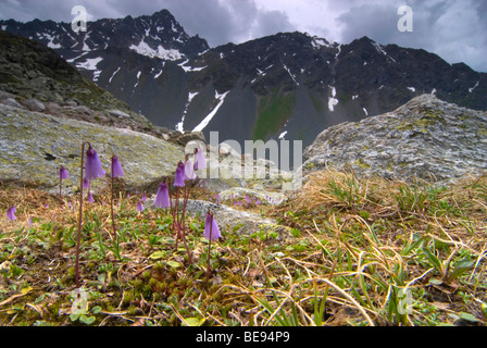 Der Zwerg Soldanella ist das erste Werk von sich zurückziehenden Schneefelder im Sommer in den Alpen entstehen Stockfoto