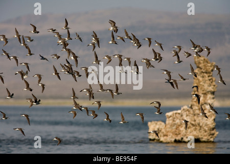 Wilsons Phalaropes (Phalaropus Tricolor) fliegen am Mono Lake, Kalifornien Stockfoto