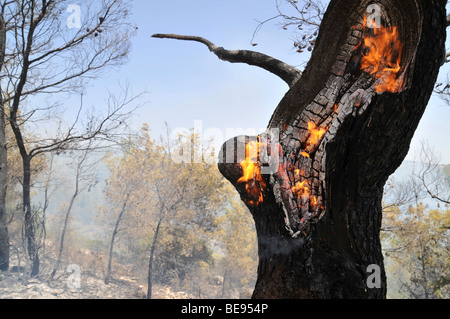 Israel, Carmel Berg, Shekef Wald, Feuerwehrleute löschen einen Waldbrand begann durch Brandstiftung 12. September 2009 Stockfoto