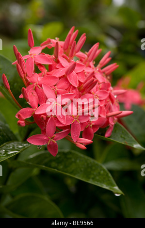 Dschungelgeranium oder Flamme des Waldes oder Dschungelflamme Ixora coccinea Rubiaceae, die auf den Marshall-Inseln wachsen. Stockfoto