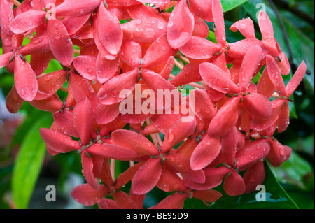 Dschungelgeranium oder Flamme des Waldes oder Dschungelflamme Ixora coccinea Rubiaceae, die auf den Marshall-Inseln wachsen. Stockfoto