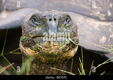 Eine Galapagos Riesenschildkröte Geochelone Elephantopus, in einer Wiese auf Santa Cruz Island, Galapagos-Archipel, Ecuador. Stockfoto
