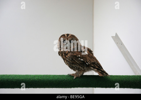 Bosuil; Eurasische Waldkauz; Strix aluco Stockfoto