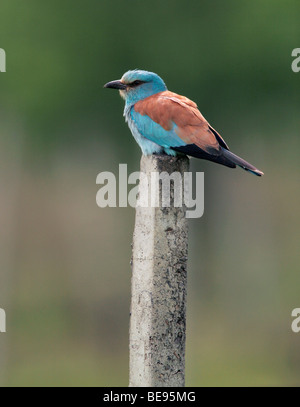 Een Scharrelaar Zittend Op Een Stenen Paaltje. Eine Blauracke sitzen auf einem Pfosten. Stockfoto