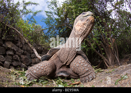 Eine Galapagos-Riesenschildkröte, Geochelone Elephantopus, Santa Cruz Island, Galapagos-Archipel, Ecuador. Stockfoto