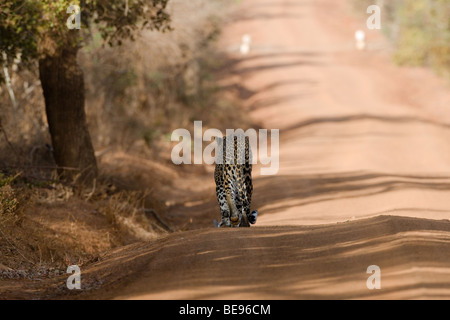 Sri Lanka-Leopard (Panthera Pardus Kotiya) geht kühn entlang einer Straße in Yala Nationalpark in Sri Lanka. Stockfoto