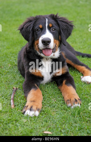 Porträt einer jungen Berner Sennenhund Stockfoto