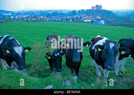 Abend Foto von Kühen vor der beleuchteten Rock of Cashel in Irland Stockfoto