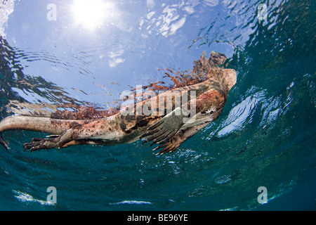 Diese marine Iguana, Amblyrhynchus Cristatus, (endemisch) auf der Oberfläche nach der Fütterung unter Wasser, Galapagos, Equador. Stockfoto