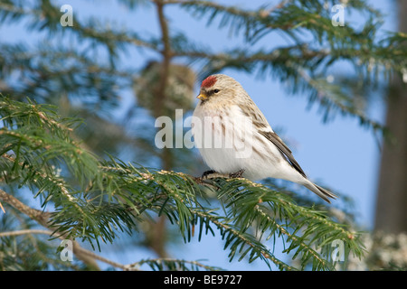 Een Witstuitbarmsijs Zittend in Een Boom, A Arctic Redpoll sitzt in einem Baum. Stockfoto