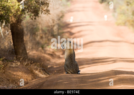 Sri Lanka-Leopard (Panthera Pardus Kotiya) geht kühn entlang einer Straße in Yala Nationalpark in Sri Lanka. Stockfoto