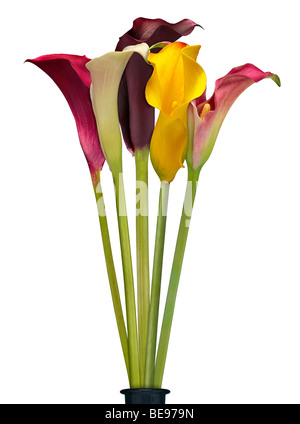 Lilien Calla multicolors Stockfoto